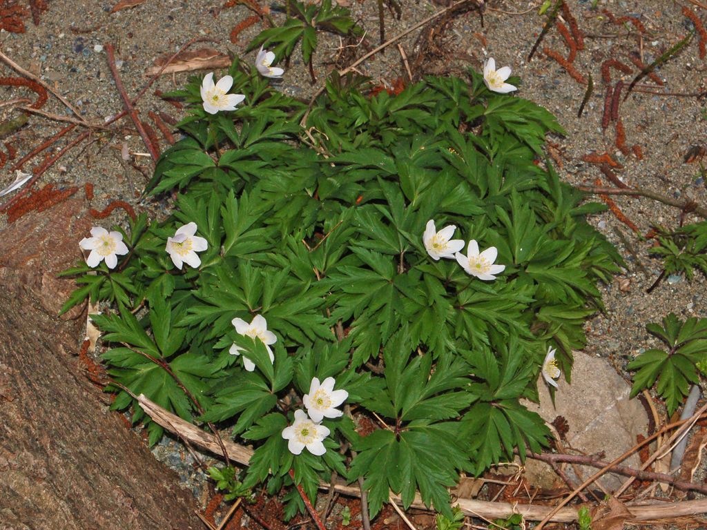Anemone nemorosa